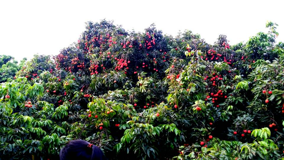 圣元電器夏季農(nóng)家樂，“闖進”荔枝園